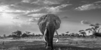 Umoja Scenic - African Elephant ?????????????????????????????????????????????????????????????????????????????????????????????????????????????????????????????????????????????????????????????