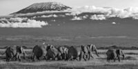 Walking Through Amboseli with Mt. Kilimanjaro - African Elephants ?????????????????????????????????????????????????????????????????????????????????????????????????????????????????????????????????????????????????????????????????????????????????????????????????????????????????????????????????????????????
