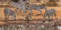 Warthogs and Zebras at Watering Hole ??????????????????????????????????????????????????????????????????????????????????????????????????????????????????????????????????