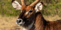 Waterbuck Portrait ????????????????????????????????????????????????????????????????????????????????????????????????????????????????????????????