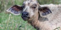 White Cape Buffalo Calf ?????????????????????????????????????????????????????????????????????????????????????????????????????????????????????????????