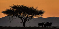 Wildebeest Acacia Sunrise Wildebeest Acacia Sunrise