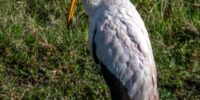 Yellow-billed Stork