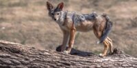Young Black-backed Jackal ?????????????????????????????????????????????????????????????????????????????????????????????????????????????????????????????????????????????????????
