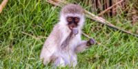 Young Vervet Monkey ????????????????????????????????????????????????????????????????????????????????????????????????????????????????????????????????????????????????????????????????????