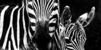 Zebra Mother and Foal Portrait - High Contrast ??????????????????????????????????????????????????????????????????????????????????????????????????????????????????????????????????????????????????????????????????????????????????????????????????????????????????????????????????????????????????????
